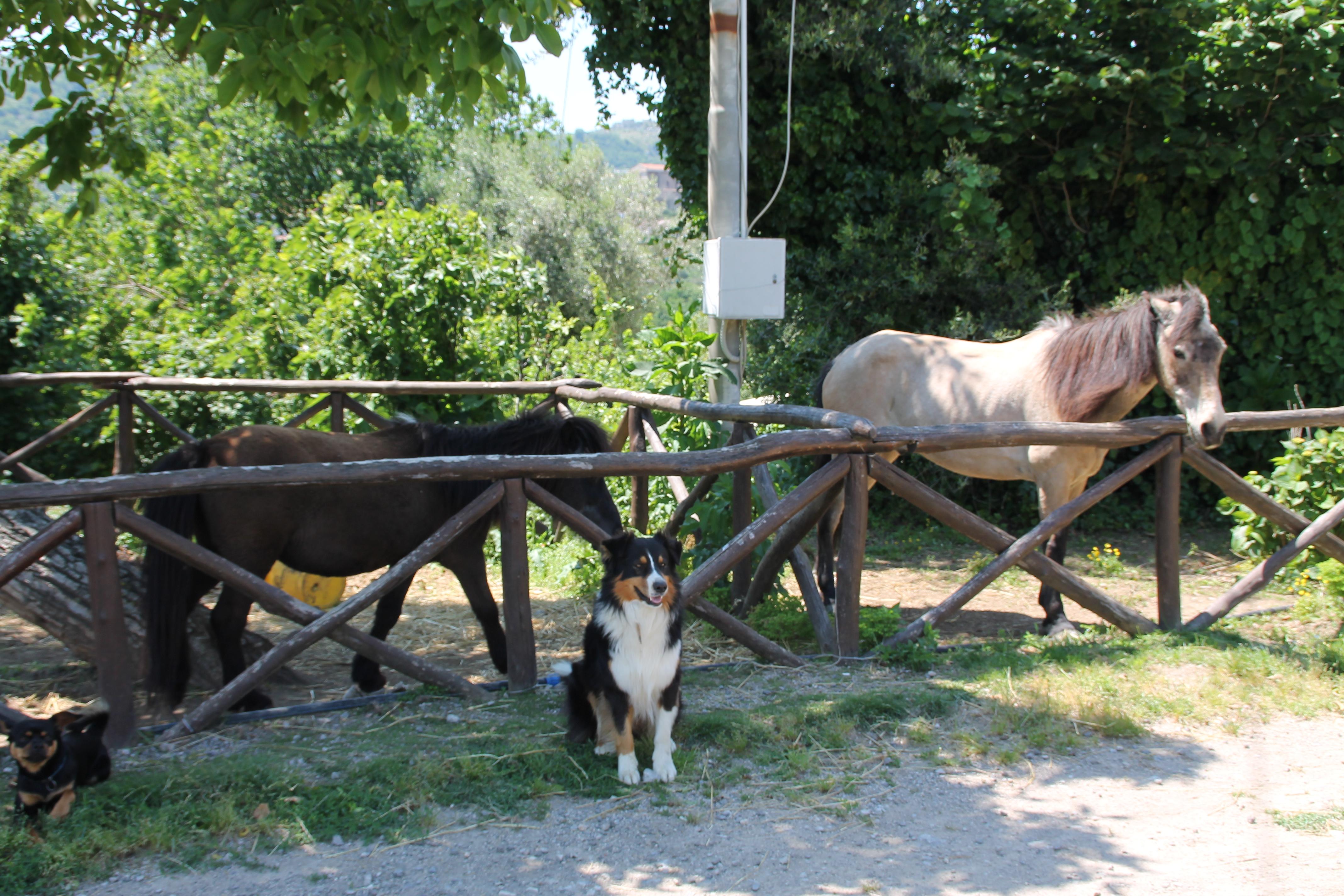 Agriturismo Piccolo Paradiso Piano di Sorrento Exteriér fotografie